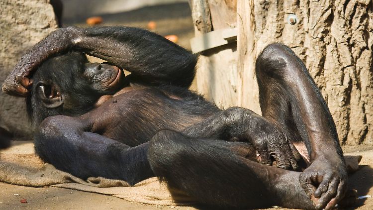 Bonobo-Affen sind bekannt dafür, einen besonders ausgeprägten Selbstbefriedigungstrieb zu haben.