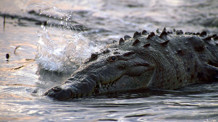 Bei einem Spitzkrokodil in Costa Rica wurde das erste Mal eine Jungferngeburt unter Krokodilen festgestellt.