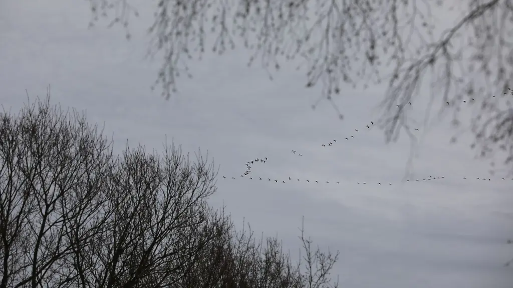 Zugvoegel-fliegen-am-von-grauen-Wolken-bedeckten-Himmel-In-den-naechsten-Tagen-gibt-es-in-NRW-erneut-viel-Regen