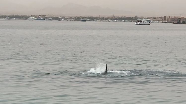 Eine Haifischflosse ist während des Haiangriffs in Hurghada über dem Wasser zu sehen.