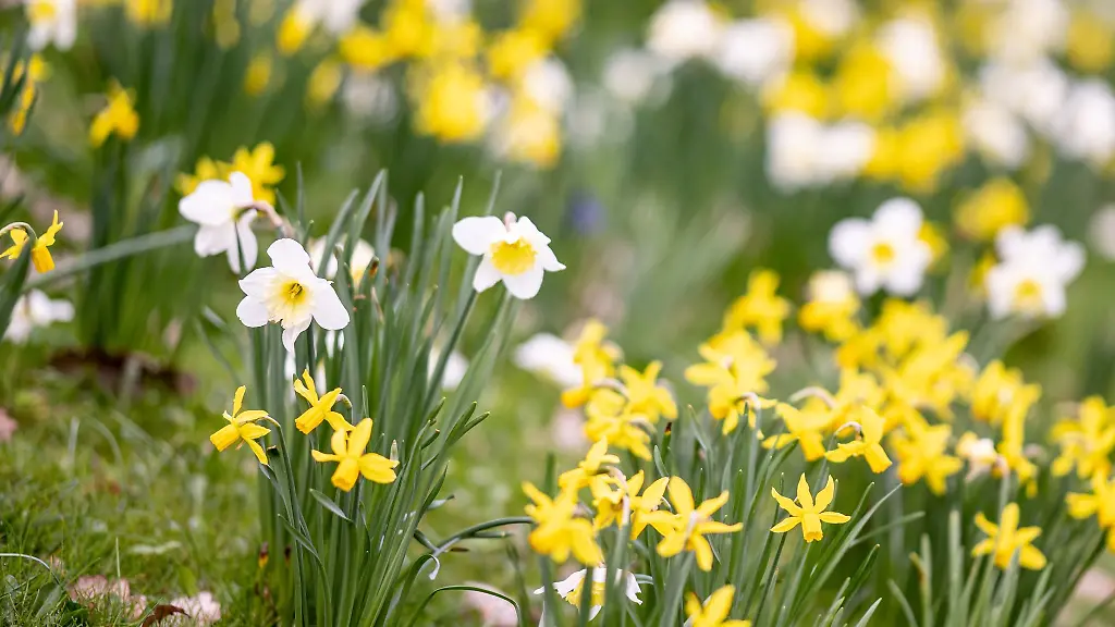 Osterglocken-bluehen-im-Britzer-Garten
