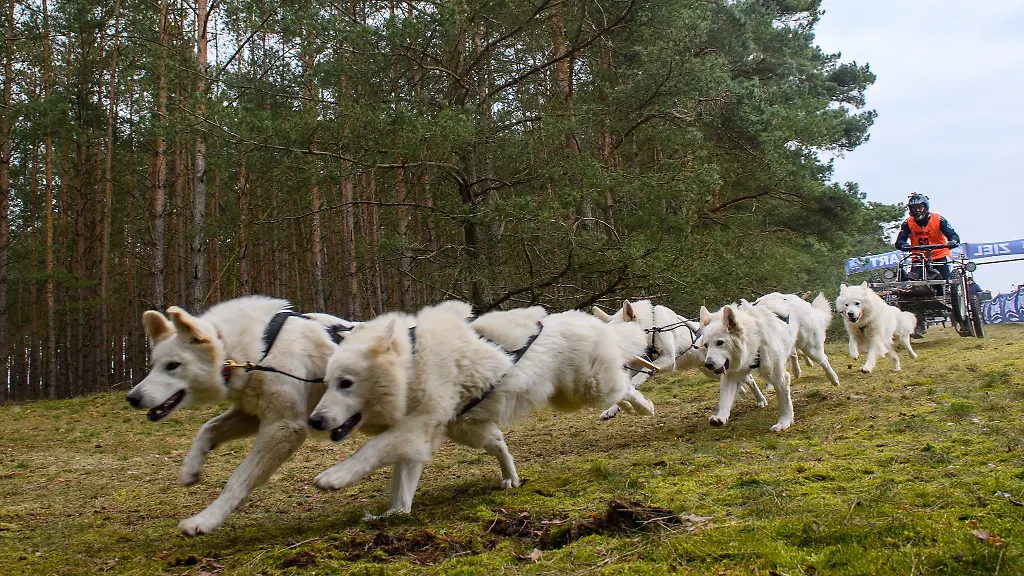 Ein-Musher-startet-mit-seinem-Schlittenhundegespann-aus-sechs-weissen-Schaeferhunden