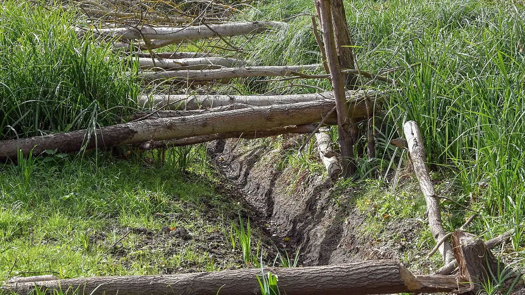 Vom-Biber-gefaellte-Pappeln-liegen-in-einen-ausgetrockneten-Sumpfgebiet