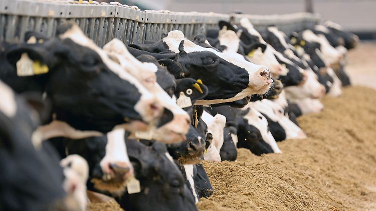 Der Milchindustrieverband rechnet im Gesamtjahr mit knapp einer Milliarde Litern zu viel hergestellter Rohmilch in Deutschland.