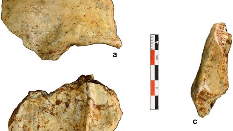 Knochenfunde aus der Höhle Tam Pà Ling.