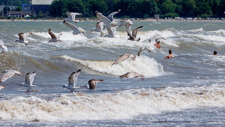 Auch in den nächsten Tagen wird es wohl weiter Badeverbote in mehreren beliebten Ostsee-Orten geben.