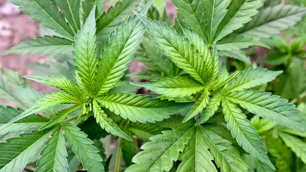 Eine-illegale-Hanf-Plantage-entdeckt-bei-einer-Drogenrazzia