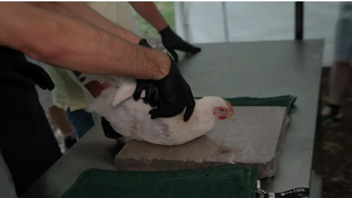 Huhn.JPG