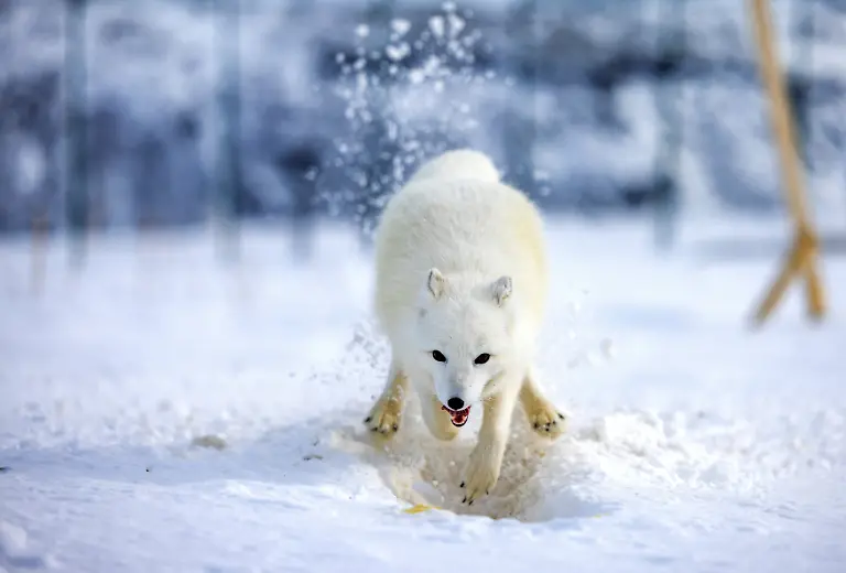 2024-02-29T080130Z-1936423770-RC2MZZ9I0SSQ-RTRMADP-3-CLIMATE-CHANGE-NORWAY-FOXES