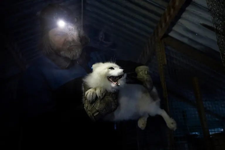 2024-02-29T080210Z-1752861953-RC2IX5AGNR1U-RTRMADP-3-CLIMATE-CHANGE-NORWAY-FOXES