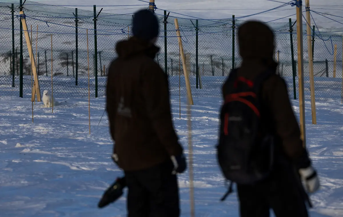 2024-02-29T080200Z-1802716823-RC2CS5A4T1QJ-RTRMADP-3-CLIMATE-CHANGE-NORWAY-FOXES