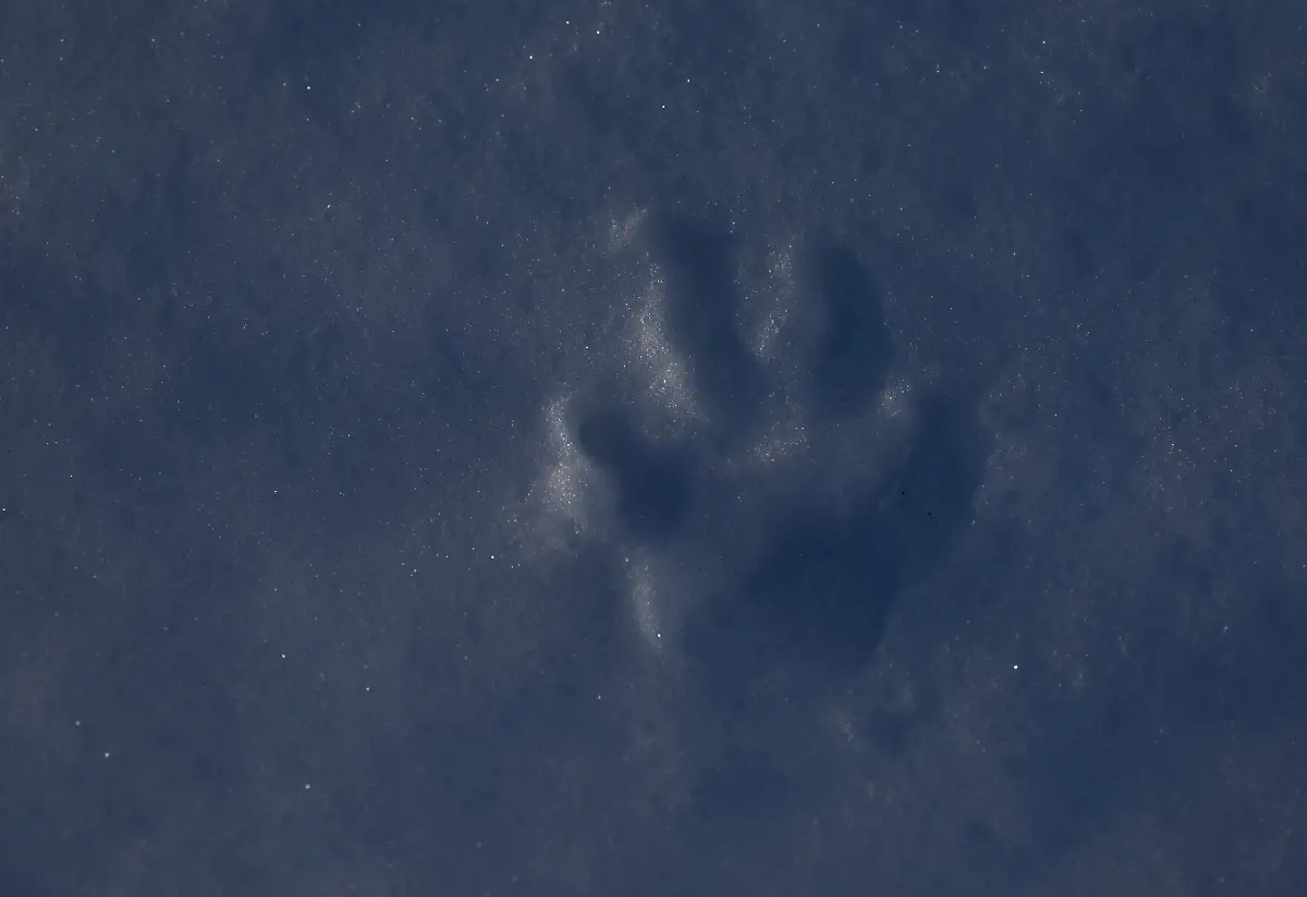 2024-02-29T080158Z-374415142-RC2CS5AT0XBT-RTRMADP-3-CLIMATE-CHANGE-NORWAY-FOXES