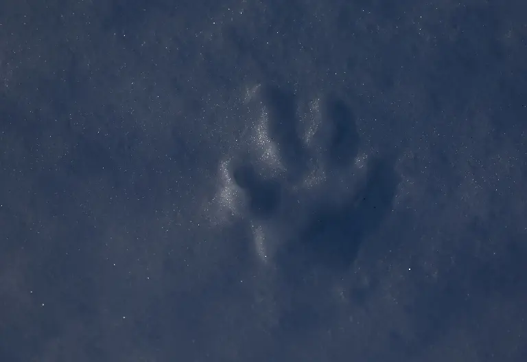 2024-02-29T080158Z-374415142-RC2CS5AT0XBT-RTRMADP-3-CLIMATE-CHANGE-NORWAY-FOXES