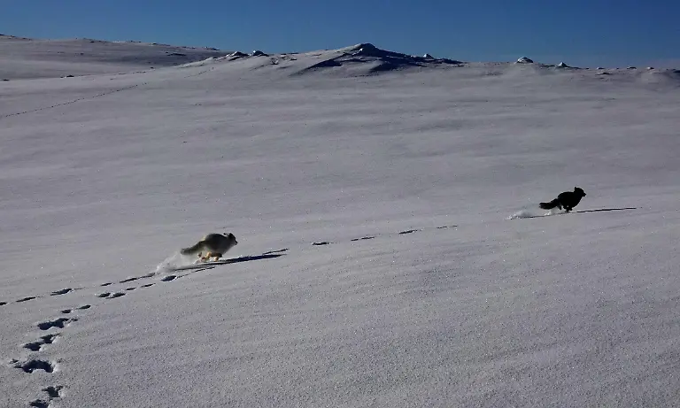 2024-02-29T080209Z-339707301-RC2AY5ACZA7Z-RTRMADP-3-CLIMATE-CHANGE-NORWAY-FOXES