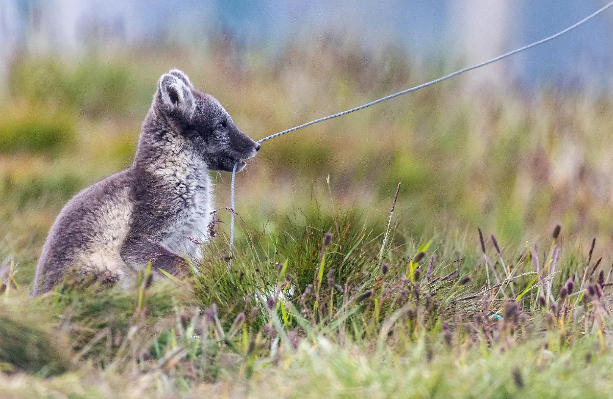 2024-02-29T080114Z-781999132-RC2T92A1RG5N-RTRMADP-3-CLIMATE-CHANGE-NORWAY-FOXES