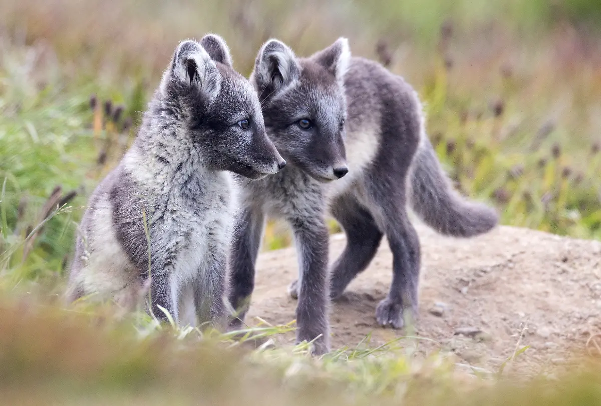 2024-02-29T080118Z-296308500-RC2T92AH3CAD-RTRMADP-3-CLIMATE-CHANGE-NORWAY-FOXES