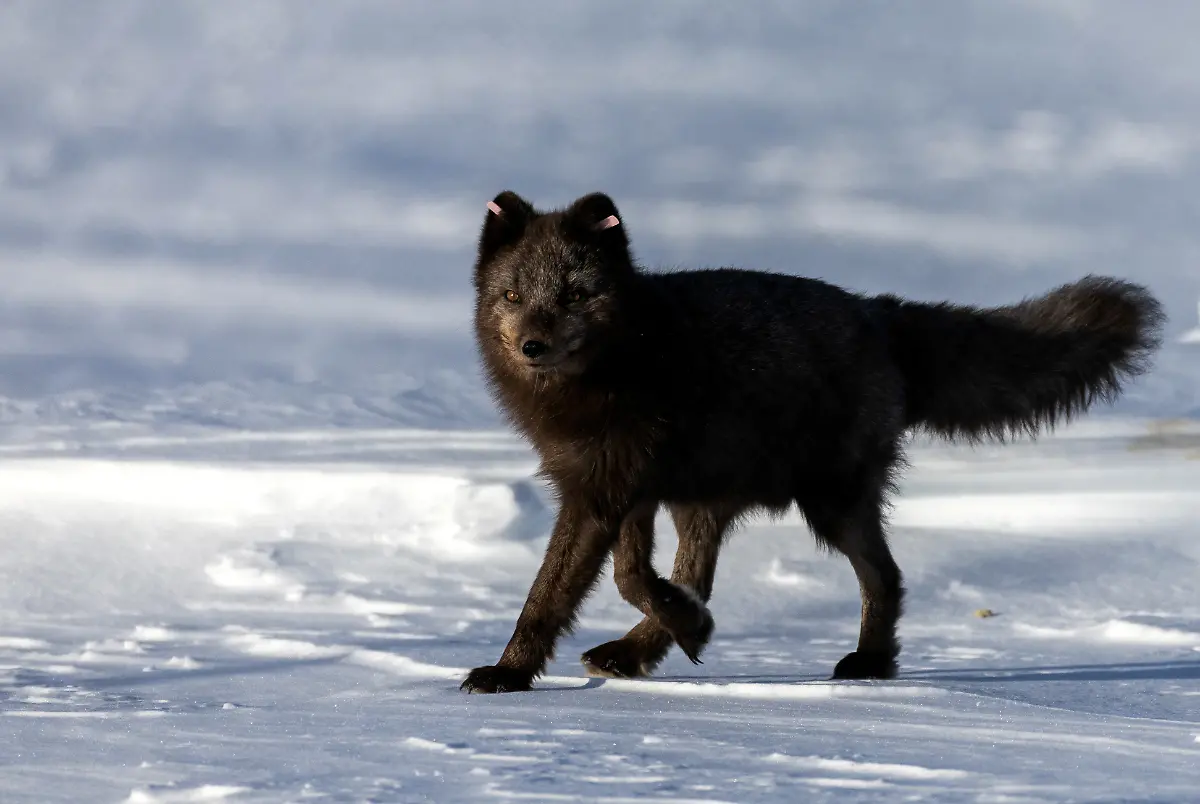 2024-02-29T080200Z-2036528839-RC2FYZ97CHQX-RTRMADP-3-CLIMATE-CHANGE-NORWAY-FOXES