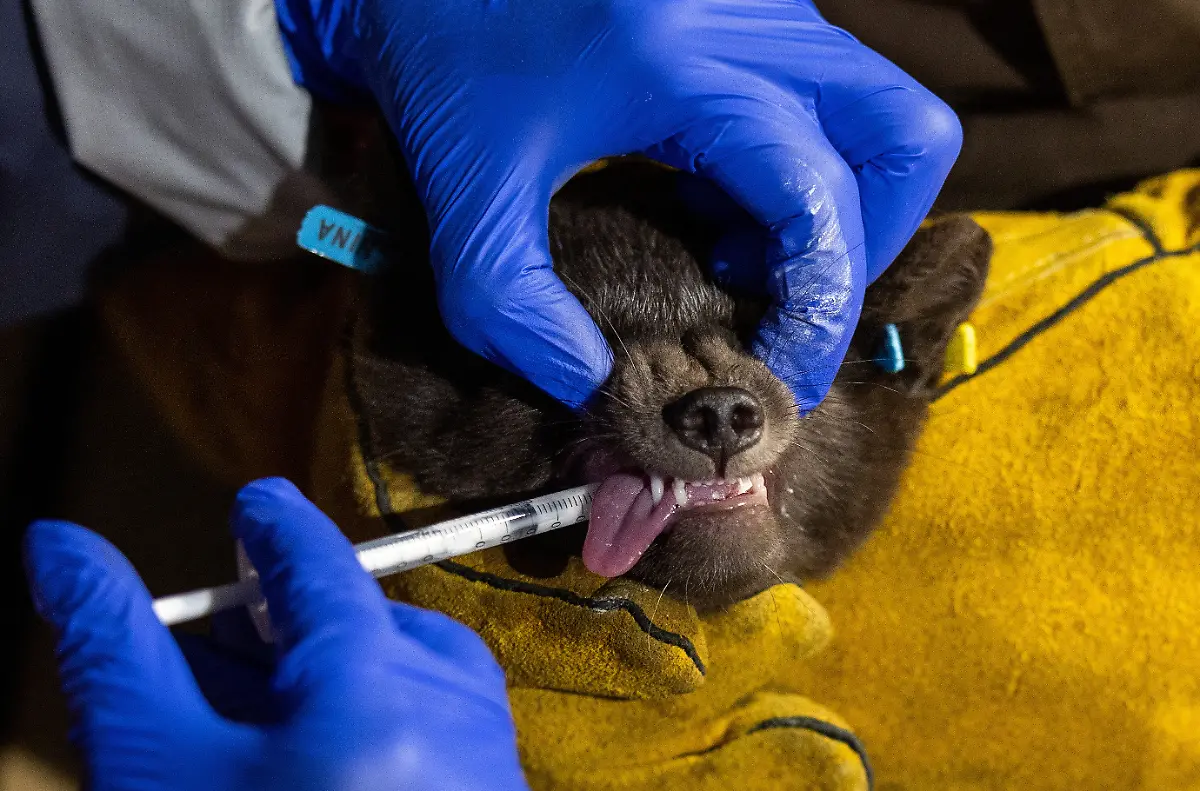 2024-02-29T080144Z-2121632858-RC2KA2A9D3PB-RTRMADP-3-CLIMATE-CHANGE-NORWAY-FOXES