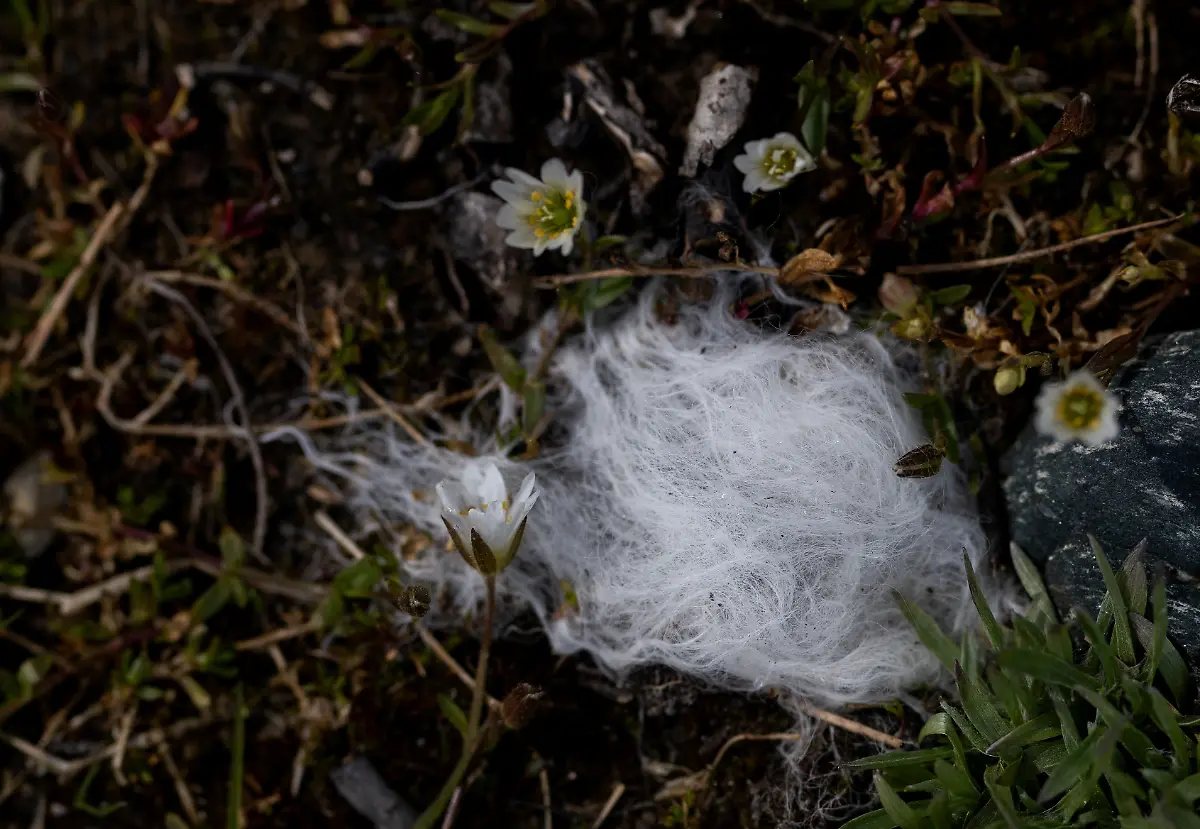 2024-02-29T080136Z-880351963-RC2Q92AC8VAU-RTRMADP-3-CLIMATE-CHANGE-NORWAY-FOXES