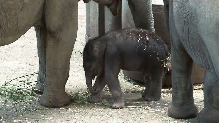 Elefantenbaby_Köln.JPG