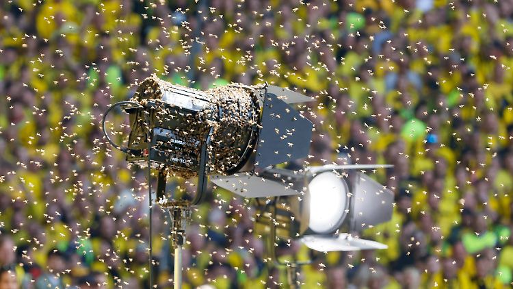 In Dortmund lässt sich ein Bienenschwarm auf einen Scheinwerfer im vollbesetzten Westfalenstadion nieder.