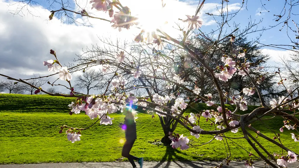 Die-Sonne-scheint-durch-die-Blueten-einer-Winterkirsche