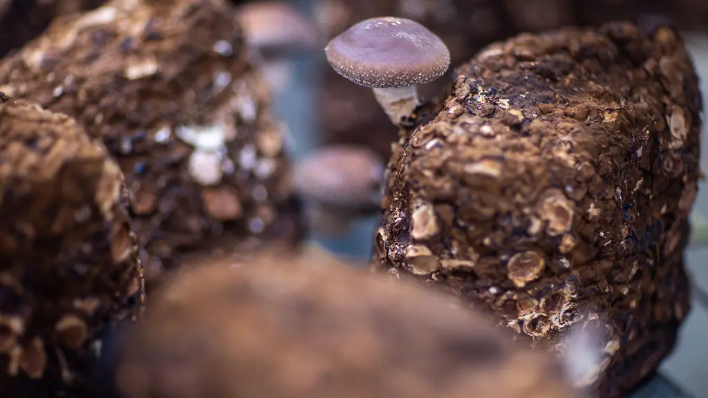 Die-Shiitake-wachsen-in-einem-konstant-15-Grad-warmen-ehemaligem-Bunker-der-Bio-Edelpilzmanufaktur