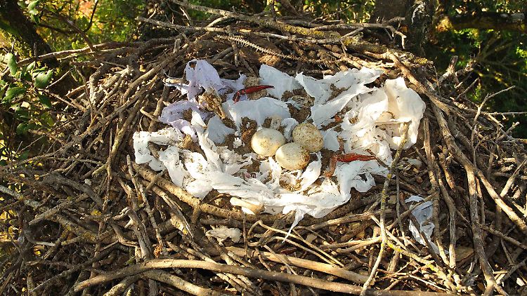 Ein Nest im Doñana-Nationalpark, das von Schwarzmilanen mit weißen Plastikteilen dekoriert wurde.