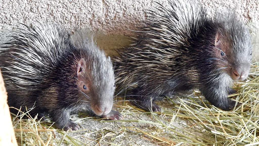 Im-Tiergarten-in-Delitzsch-schauen-die-beiden-gut-zwei-Wochen-alten-Stachelschweinbabys-in-die-Kamera