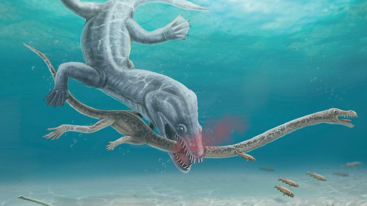 Lebensgefährlich: Forscher finden Belege, dass langhalsige Meeresreptilien Fressfeinden ein gutes Angriffsziel boten.  