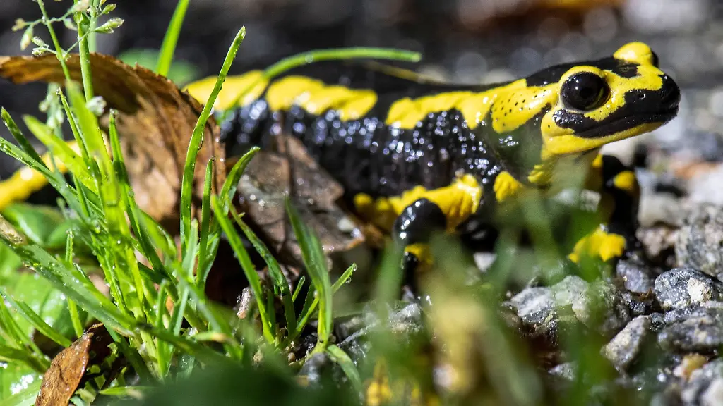 Ein-Feuersalamander-kriecht-ueber-den-Waldboden