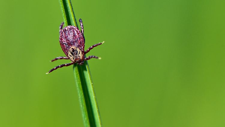 Zecke auf einem Halm in einer Wiese: Die Tiere warten meist in einer Höhe von 30 bis 60 Zentimetern in Sträuchern, Büschen und Gräsern auf Beute.