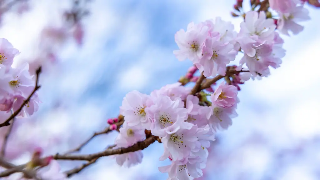 Blueten-der-Winterkirsche-Higankirsche-haengen-bei-Sonnenschein-an-Zweigen-in-der-Rheinau