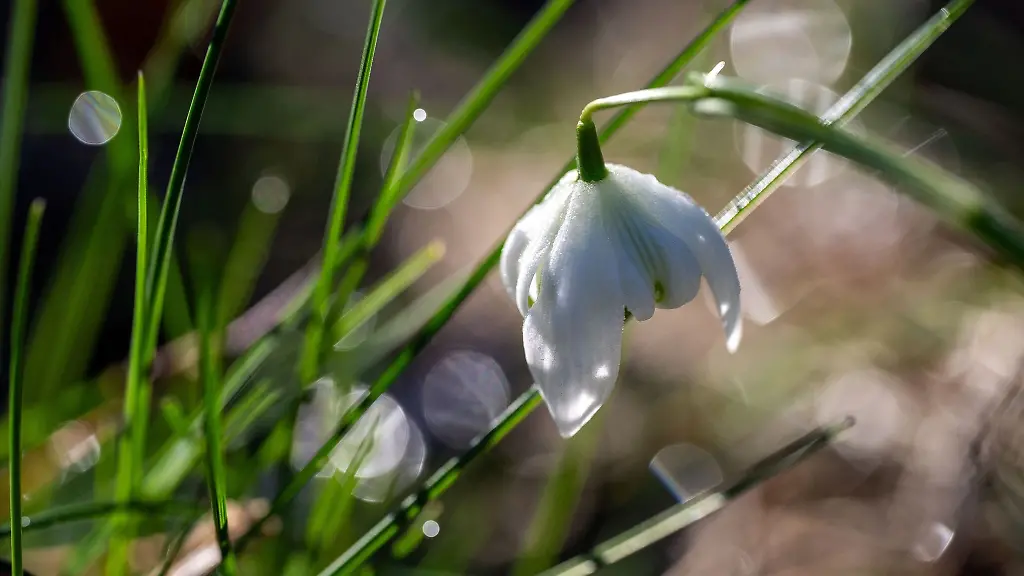 Eiskristalle-haben-sich-auf-den-Bluetenblaettern-eines-Schneegloeckchens-gebildet-im-Gras-glitzern-erste-Tautropfen-von-der-Morgensonne