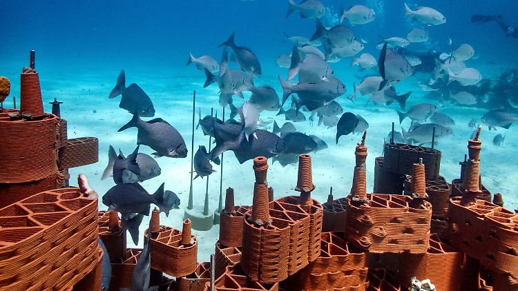 WEB_template_1920x1080px_rrreefs_12-scaled.jpg.jpeg