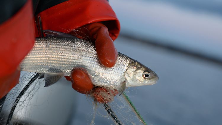 Blaufelchen sind das kulinarische Aushängeschild des Bodensees.