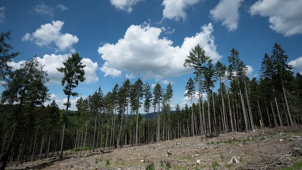 Trockene-Baeume-liegen-in-einer-kahlen-Stelle-im-Wald-die-durch-Kaeferbefall-Trockenheit-und-Sturmschaeden-entstanden-ist