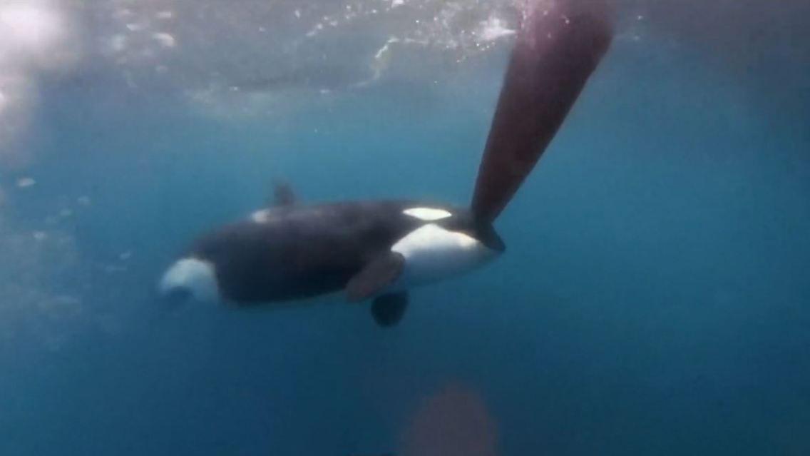orcas.JPG