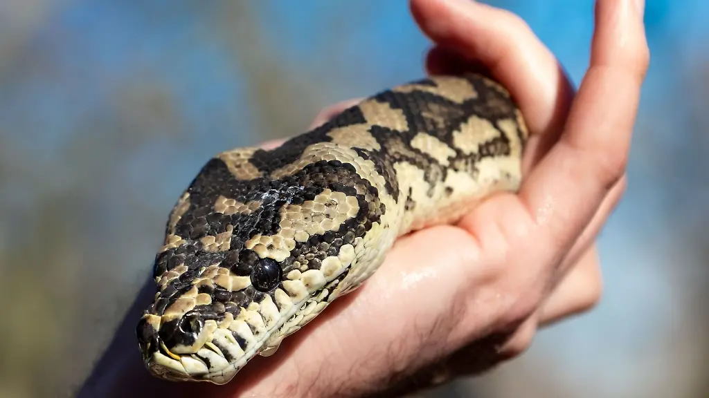 Eine-Teppichpython-die-Pilzsammler-fanden-wird-in-einem-Nabu-Artenschutzzentrum-versorgt
