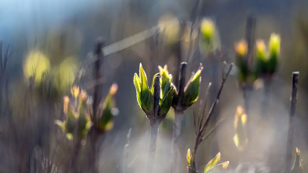 Die-frischen-Blatttriebe-einer-Hecke-werden-von-der-Sonne-beschienen