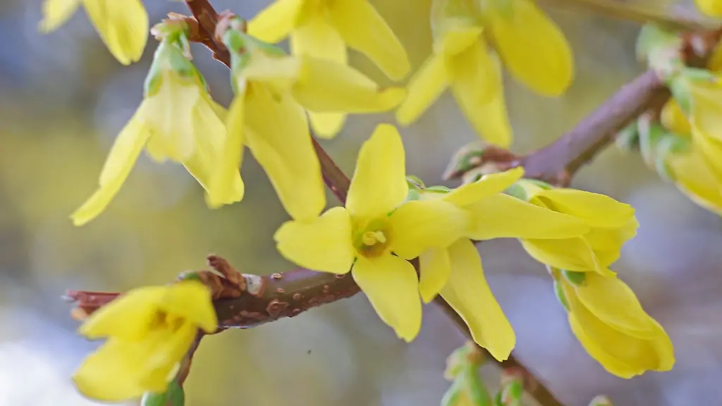 Forsythien-auch-Goldgloeckchen-genannt-bluehen-in-einem-Vorgarten
