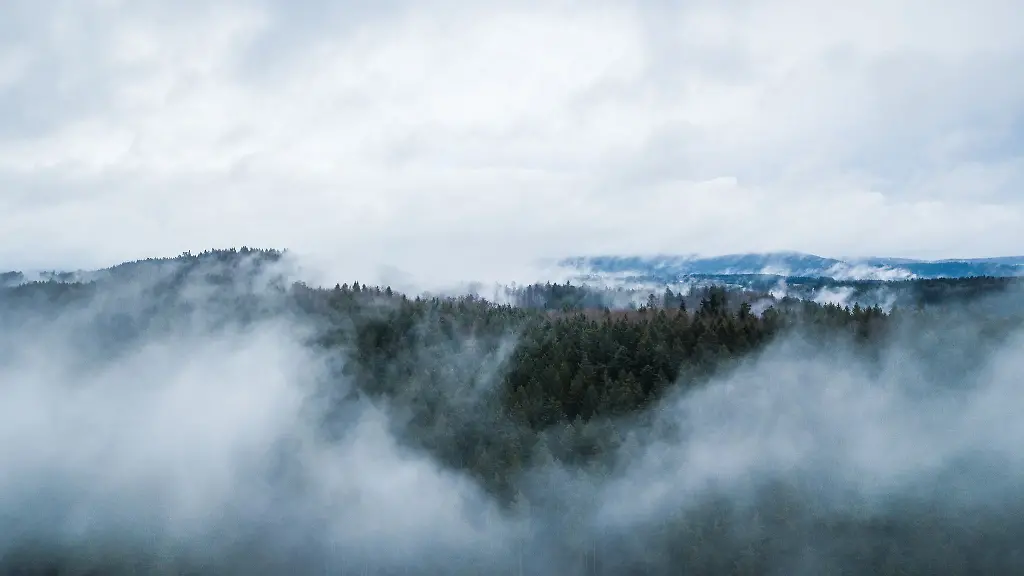 Wolken-ziehen-ueber-einem-Waldstueck-auf