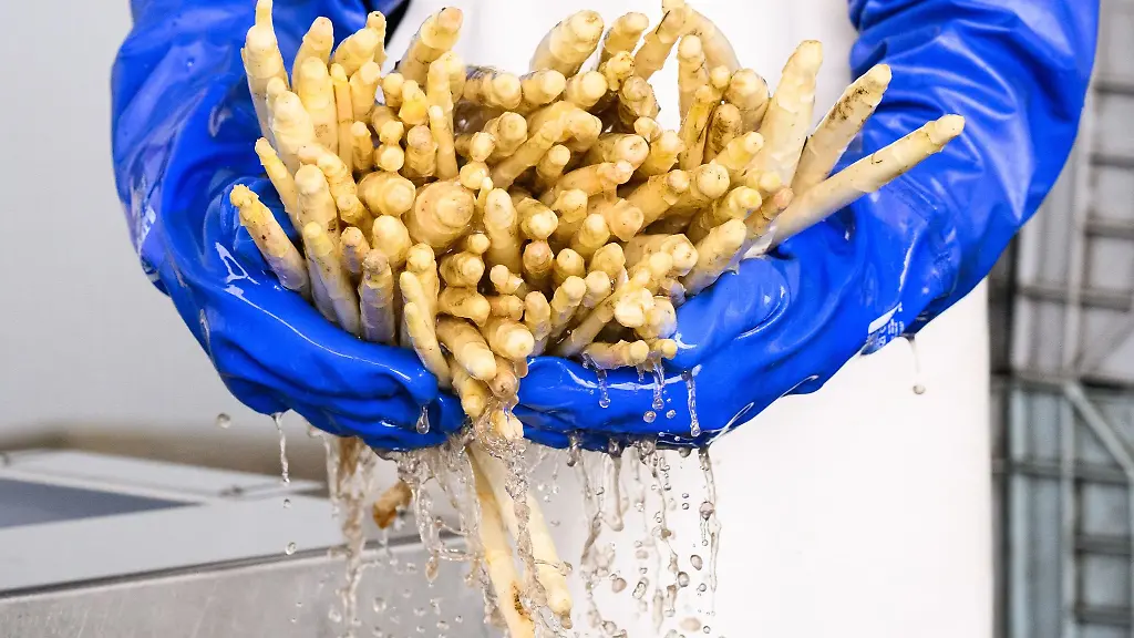 Ein-Erntehelfer-haelt-Spargel-auf-dem-Spargelhof-Heuer-in-der-Region-Hannover