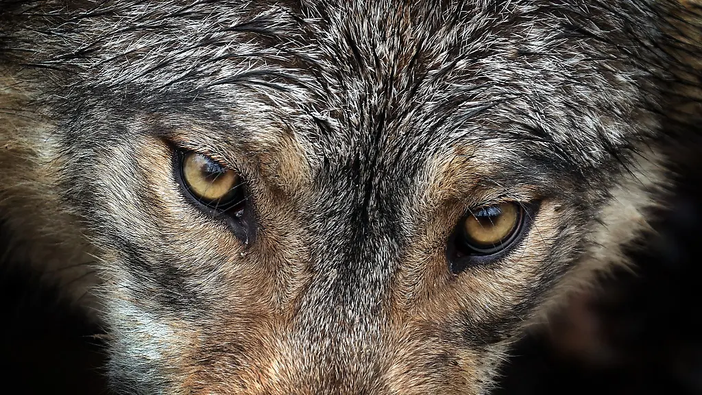 Ein-Wolf-steht-in-einem-Wildpark-in-seinem-Gehege