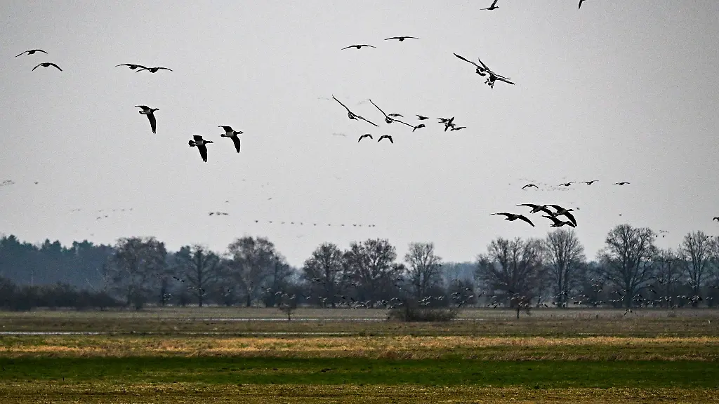 Wildgaense-fliegen-im-Naturschutzgebiet-Westhavelland