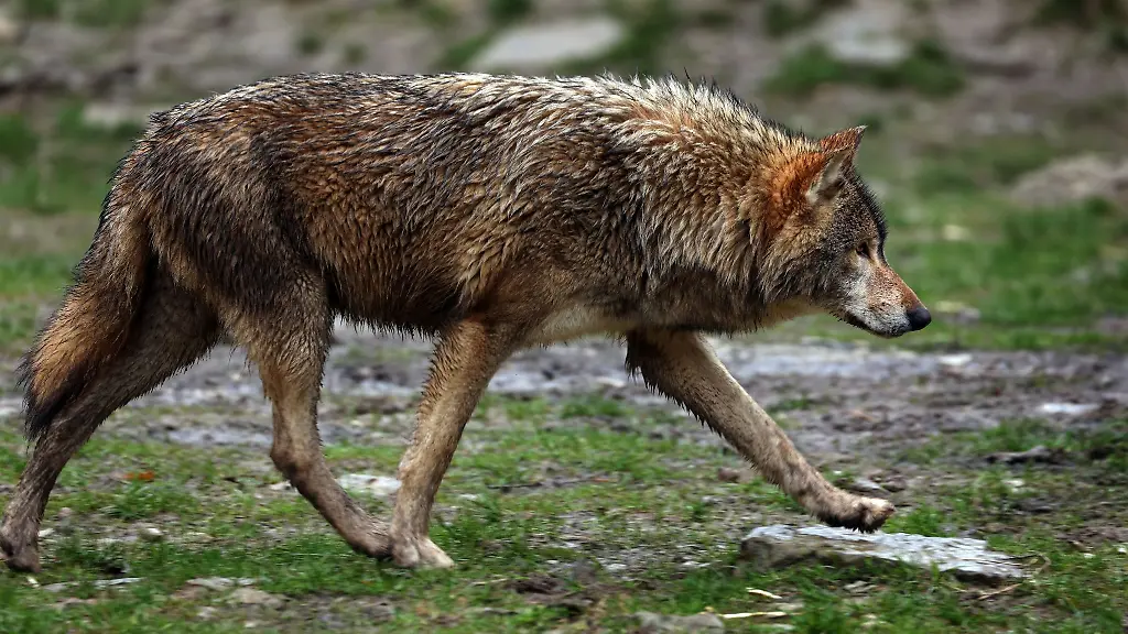 Ein-Wolf-laeuft-in-einem-Wildpark-durch-sein-Gehege