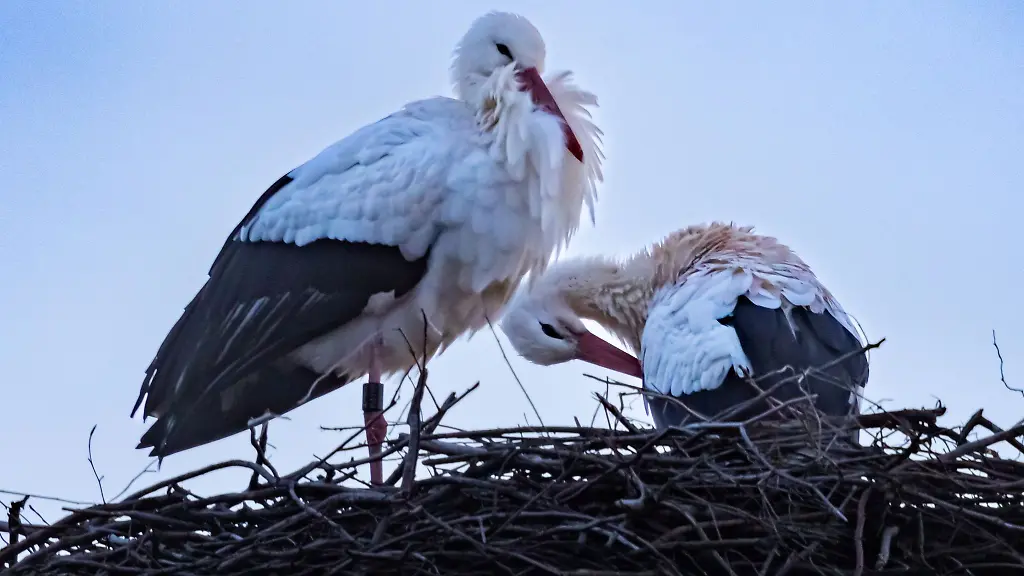 Ein-Storchenpaar-sitzt-in-der-Daemmerung-in-seinem-Nest-auf-einem-alten-Ziegeleischlot