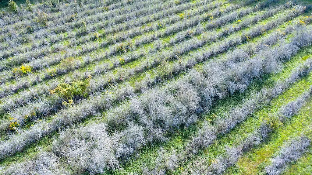 Reihen-mit-abgestorbenen-Sanddornbueschen-stehen-in-einer-der-Plantagen-der-Sanddorn-Storchennest-GmbH-am-Ortsrand-Luftaufnahme-mit-einer-Drohne