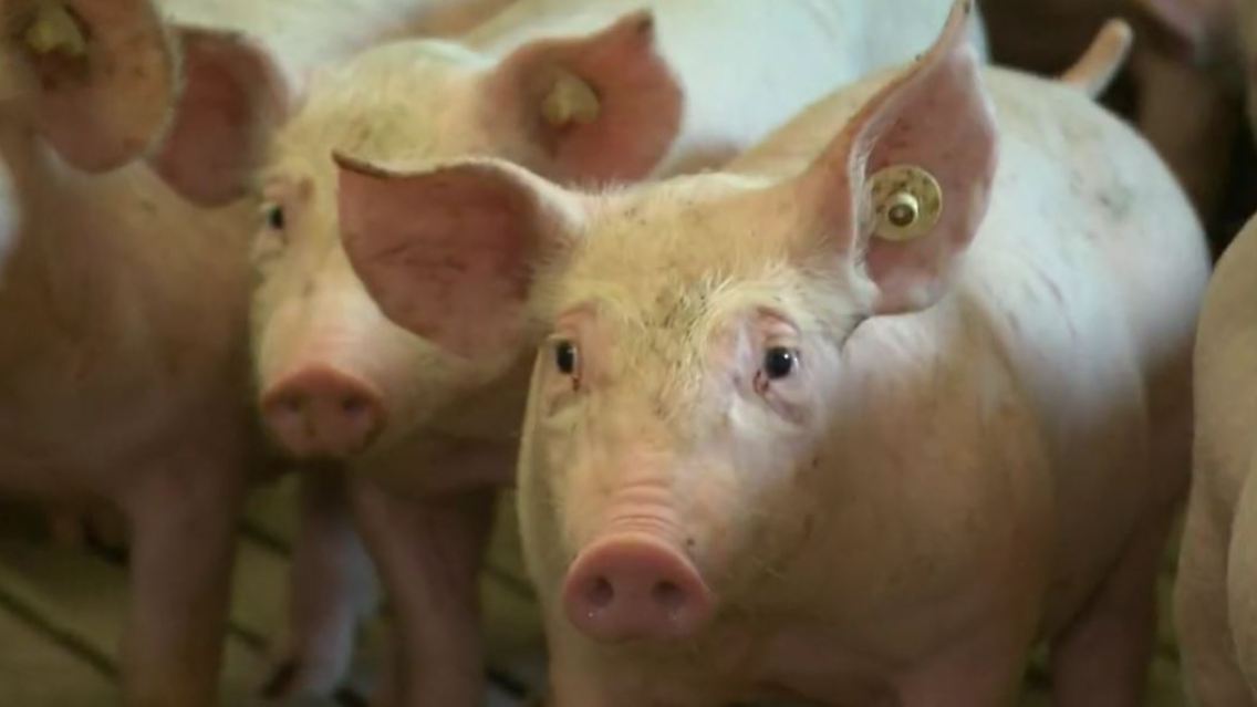 schwein.JPG