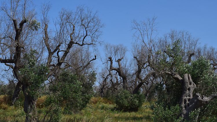 Viele Olivenbäume der Familie sind inzwischen vom Xylella-Bakterium gezeichnet.
